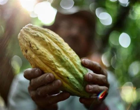 Produtor Jaruense Destaque Em Concurso Nacional De Qualidade Do Cacau