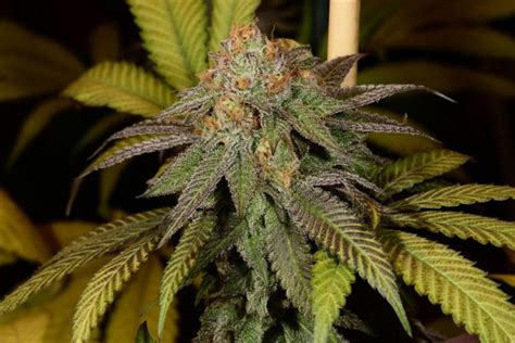 What Are The Best Indica Strains Have A Heart