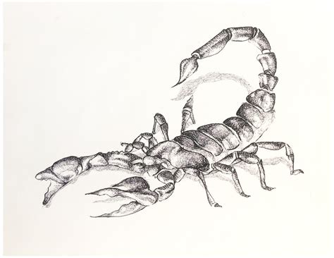 Scorpion Pencil Sketch At Paintingvalley Explore Collection Of