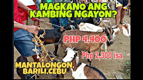 PRESYO NG KAMBING SA CEBU 2022 MANTALONGON BARILI CEBU D PACAÑORS