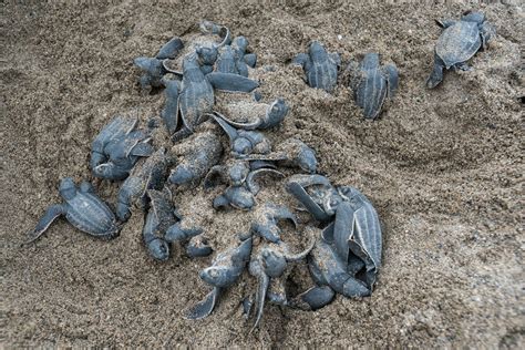 Leatherback Sea Turtle Dermochelys Coriacea Leatherback Turtle