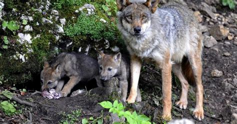 Il Lupo Resta Specie Protetta Laregione Ch