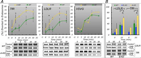 Figure From The Clathrin Adaptor Ap A Mediates Basolateral Polarity