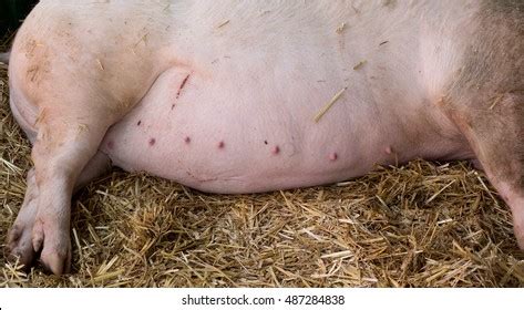 Pig Pregnant Images Stock Photos Vectors Shutterstock