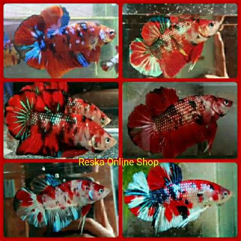 Ikan Cupang Giant Koi Fancy Galaxi Multicollor Male Full Block BO 5 CM