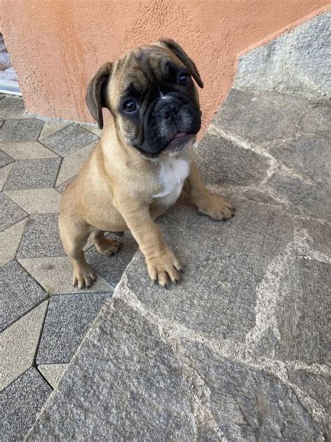 Francoski buldog
