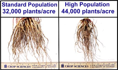 Managing For Higher Corn Planting Densities