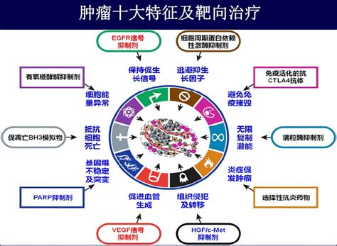 抗肿瘤的分子靶向治疗简史 干细胞and免疫细胞and外泌体and再生医学领域垂直媒体细胞世界