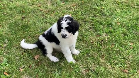 8 week old Saint Berdoodle starting to explore the outdoors! - YouTube