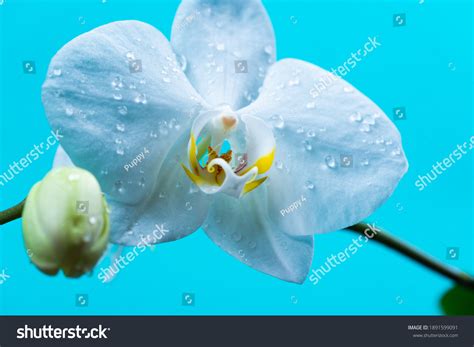Vagina Erotic Orchid Flower Close Orgasm Stock Photo Shutterstock