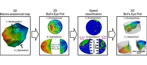 Quantitative Analysis Of Electro Anatomical Maps Application To An