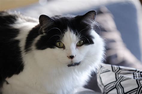 Ragamuffin Cat Breed Information And Characteristics Fresh Cat Food