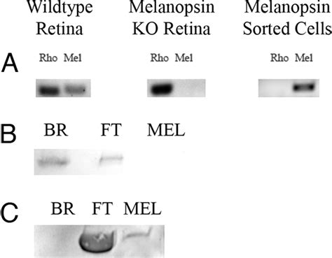 Photochemistry Of Retinal Chromophore In Mouse Melanopsin Pnas