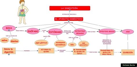 Cuadros Sin Pticos Sobre La Digesti N Cuadro Comparativo Hot