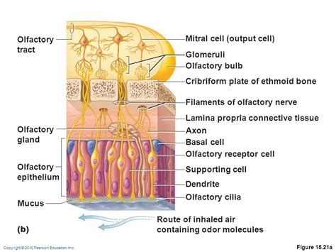 Olfactory Cells Diagram