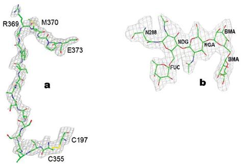 A Segment Of The Electron Density Map 2fo Fc Contoured At 1 σ Grey