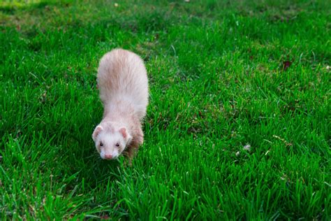 First Time Owners: How To Care For A Ferret