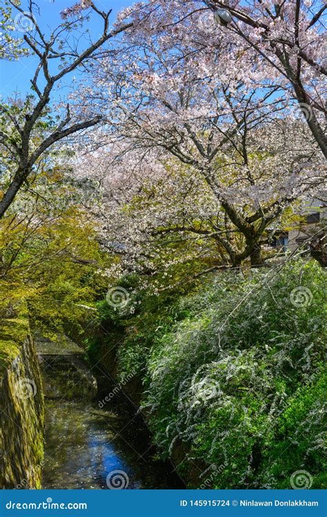 Cherry Blossom In Kyoto Japan Stock Photo Image Of Bloom Asia