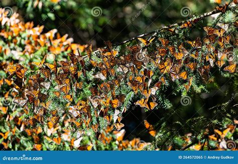 Colony Of Monarch Butterflies Danaus Plexippus Are Sitting On Pine