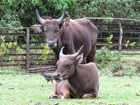 Foto Jenis Jenis Sapi Di Indonesia Foto Lepas