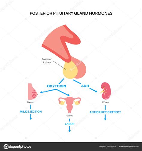 Hormonas De La Gl Ndula Pituitaria Vector Gr Fico Vectorial Pikovit