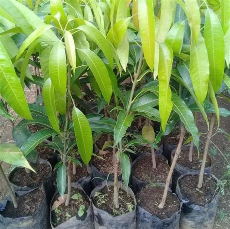 Jual Tanaman Mangga Harum Manis Okulasi Murah Daun Lebat