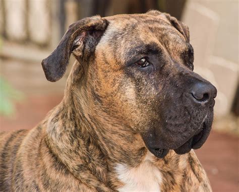 Male Presa Canario Dog Photograph By Izzy Martinez Fine Art America