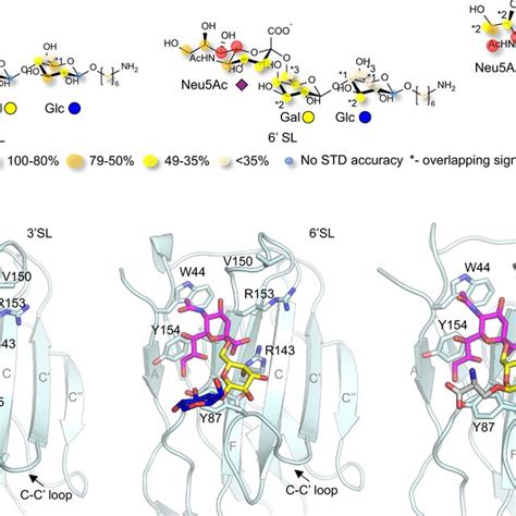 Overall Structure Of Siglec In Complex With Anti Siglec Fab A