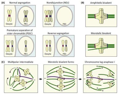 How human eggs end up with the wrong number of chromosomes