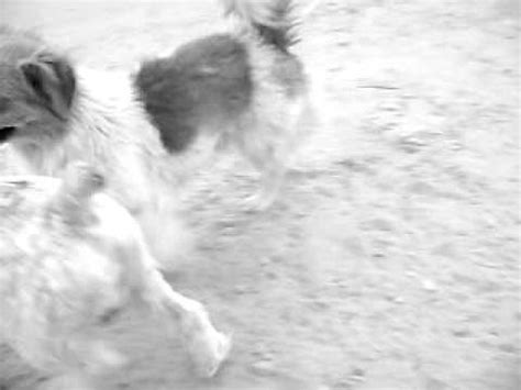 Perro Gay Con Perro Gay Cachondos YouTube