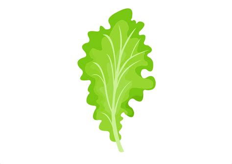 Vector Illustration Of Lettuce Leaves Fresh Vegetables 24069296 Vector