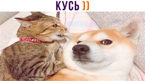 КУСЬ! ))) | Приколы с котами | Мемозг 1308 - YouTube