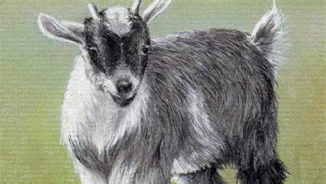 Pygmy Goat Drawing at PaintingValley.com | Explore collection of Pygmy ...