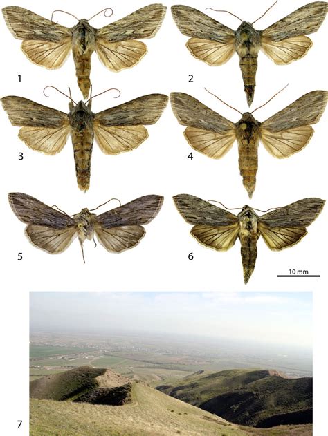 Cucullia Sp 1 Cucullia Tecca Tecca Püngeler 1906 Male