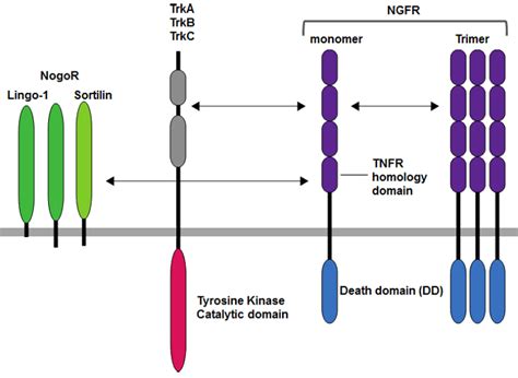 Targeting The Nerve Growth Factor Ngf Pathway In Drug Off