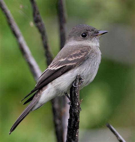 Eastern Wood Pewee | Bird life list, Beautiful creatures, Ornithology