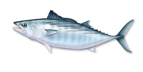 Bonito Fish Characteristics Habitat Properties And More