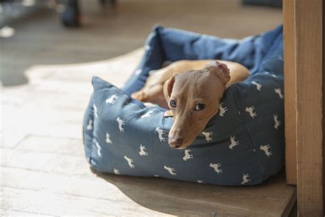 How To Stop My Puppy Peeing In His Bed Bed Western