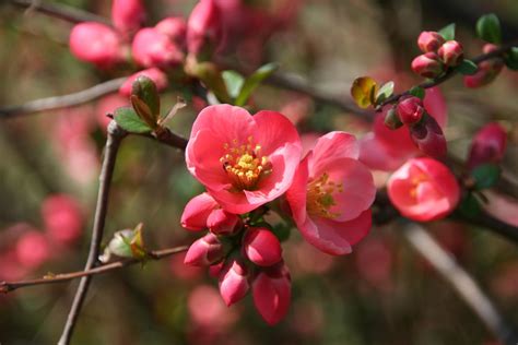 Fotos Gratis Naturaleza Rama Fruta Hoja P Talo Comida Primavera