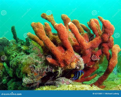 Red Sponge Coral Stock Image Image Of Environmental Diver 6315881