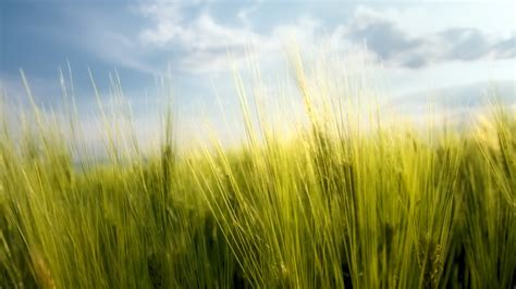 Banco de imagens natureza plantar céu campo Prado cevada trigo