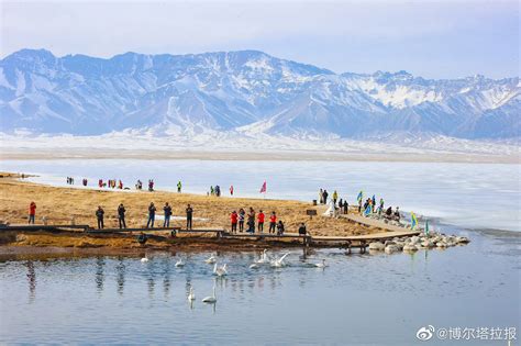 赛里木湖：天鹅游戈迎客来