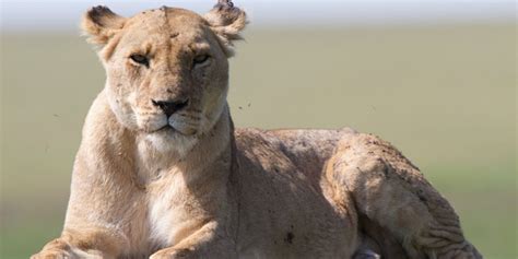 Lion The Rise And Fall Of The Marsh Pride WTTW