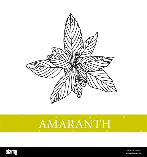 Amaranth Plant Vector Botanical Illustration Amaranthmedical Plants