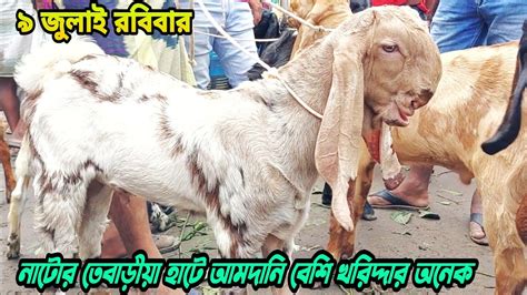 ৯ জুলাই নাটোর তেবাড়ীয়া হাটে উন্নত ও ক্রস জাতের বাচ্চা ছাগলের আমদানিও