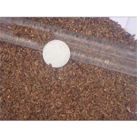 Thuja Compacta Seeds At ₹ 911606piece Balliwala Dehradun Id
