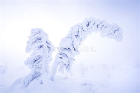 Rvores Congeladas A T Tulo De Lapland Finland S Foto De Stock Imagem