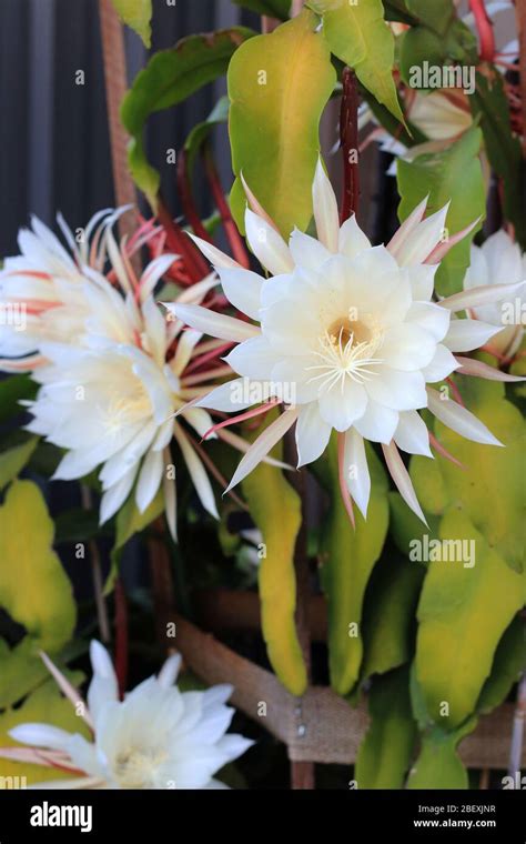 Noche floreciente Epiphyllum oxypetalum o también conocido como Reina ...