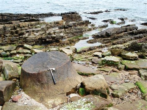 V Large Fossil Tree Trunk In Life Position Uk Fossil Collecting