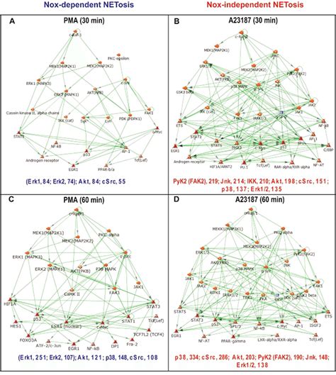 Transcription Network Analysis Indicates That Different Sets Of Kinases